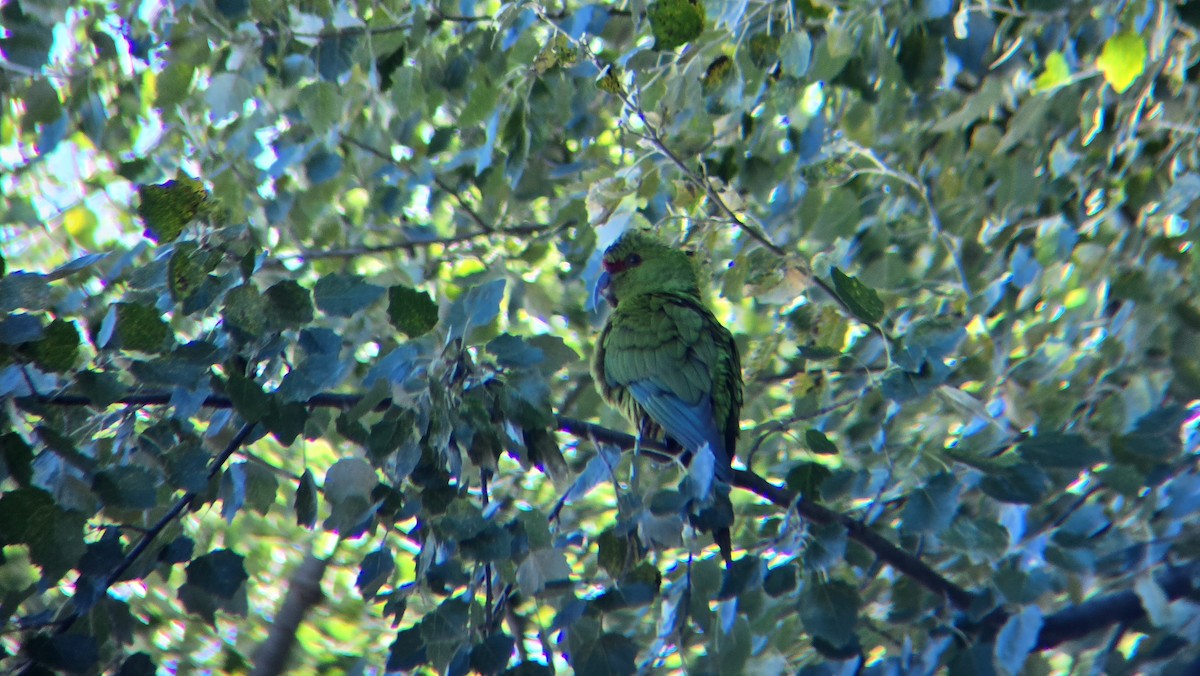 Slender-billed Parakeet - ML646462560