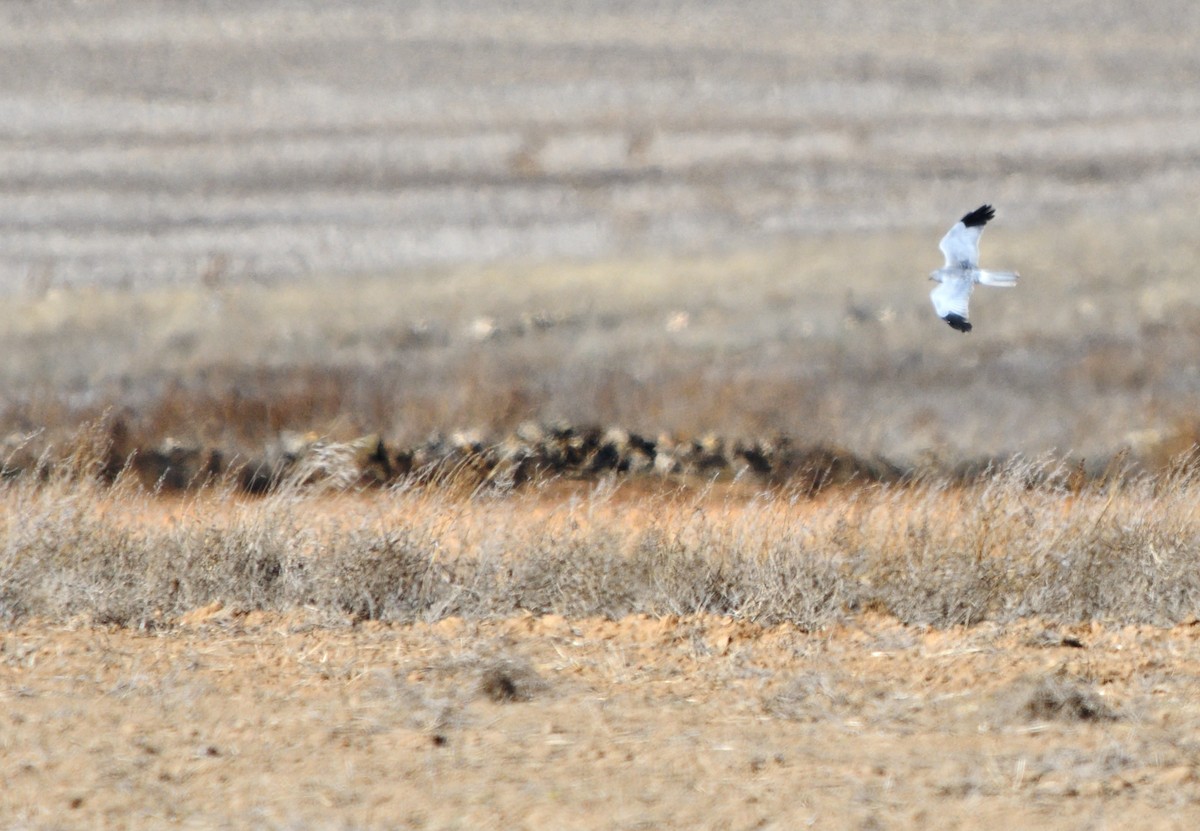 Albanella reale - ML646462561