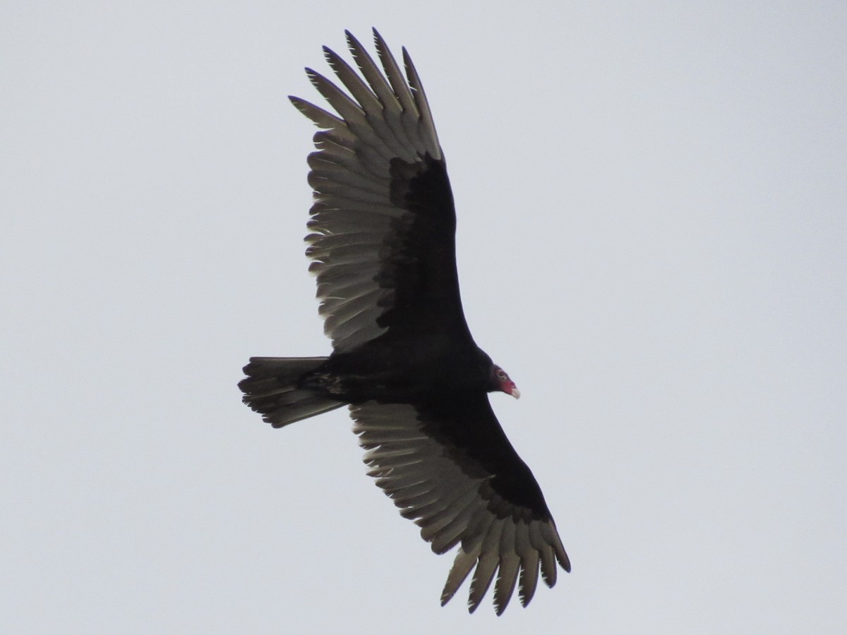 Turkey Vulture - ML646462562