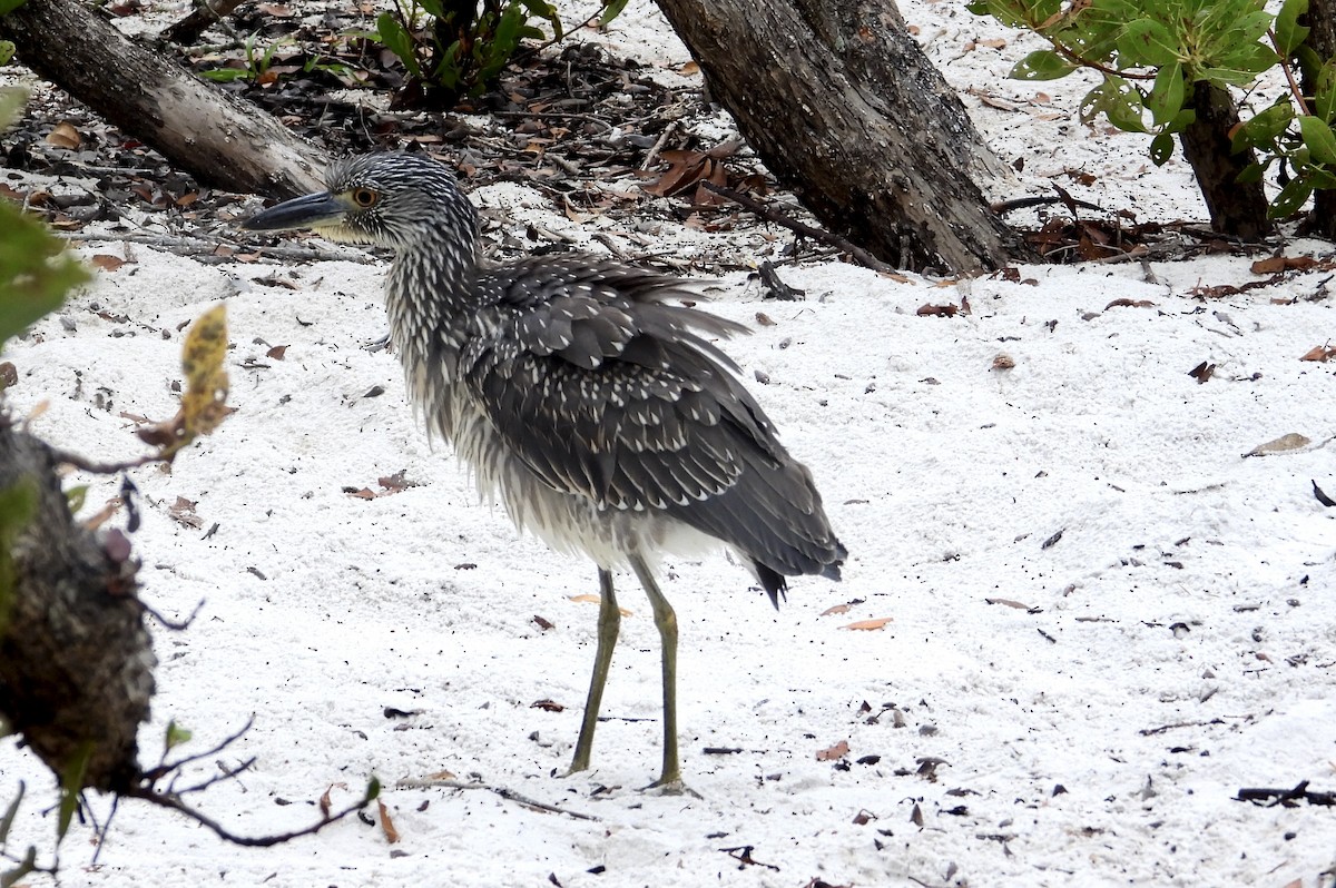 kvakoš žlutočelý - ML646462566