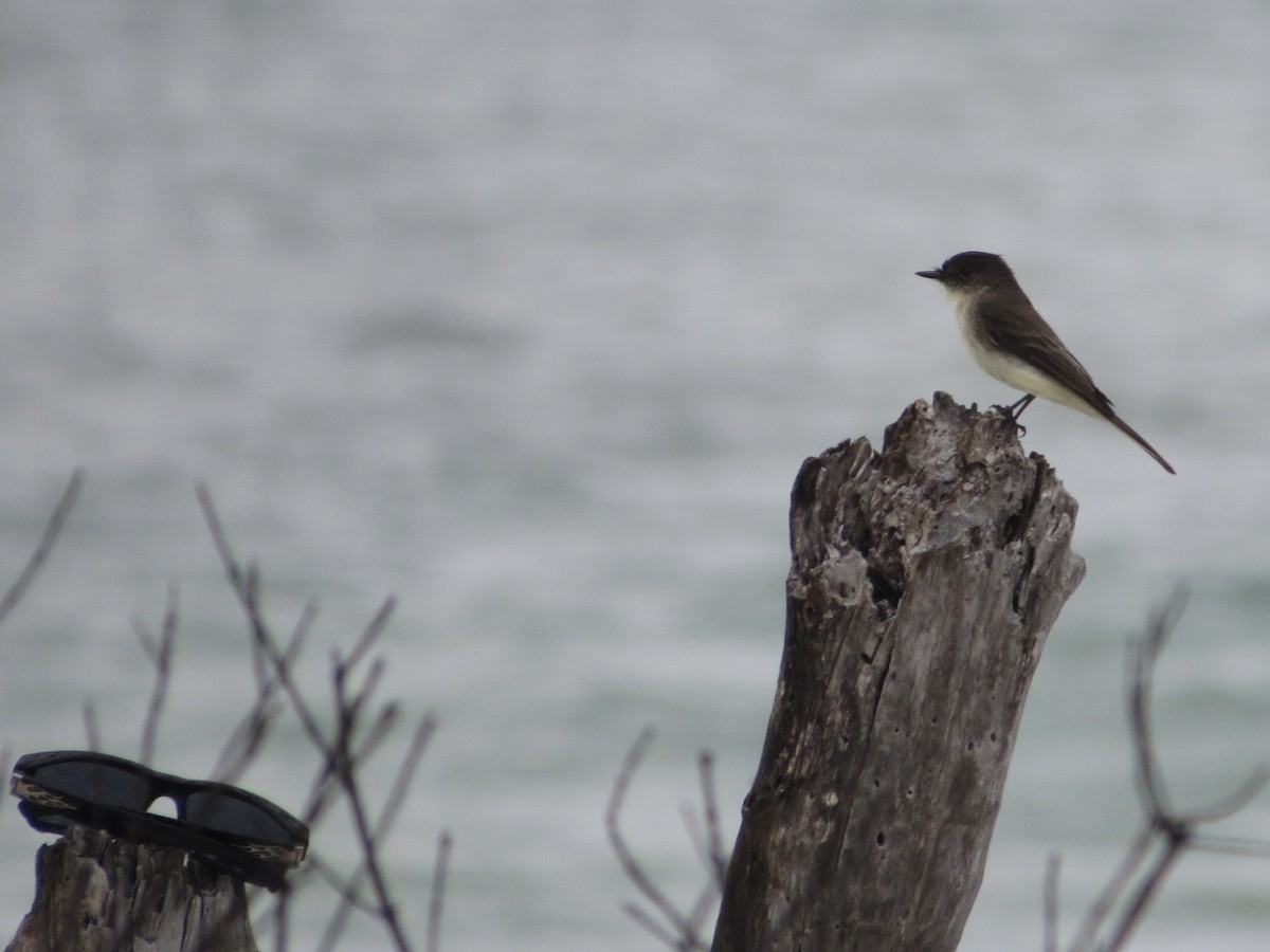 Eastern Phoebe - ML646462570