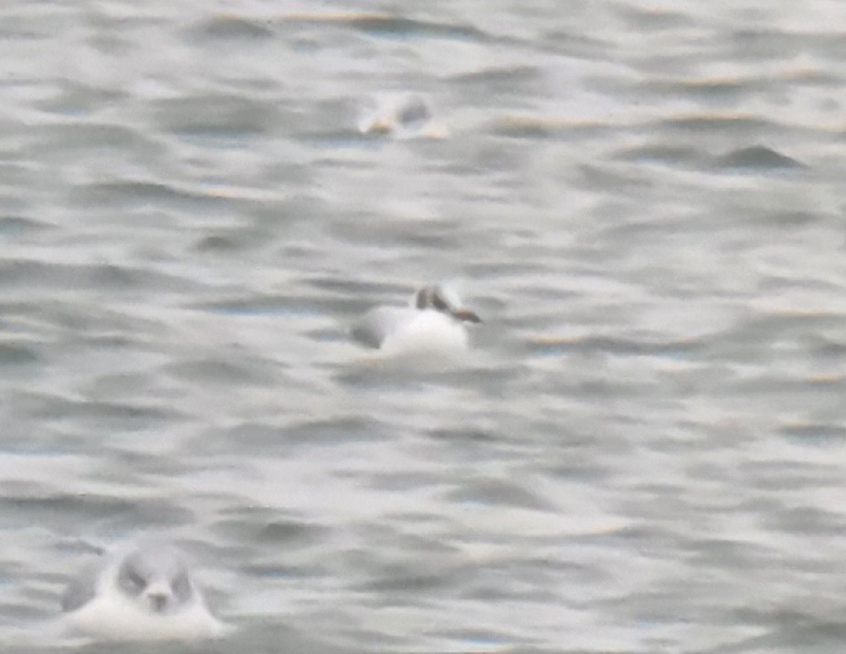 Black-headed Gull - ML646462578