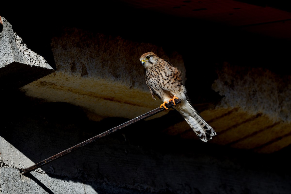 Gheppio - ML646462579