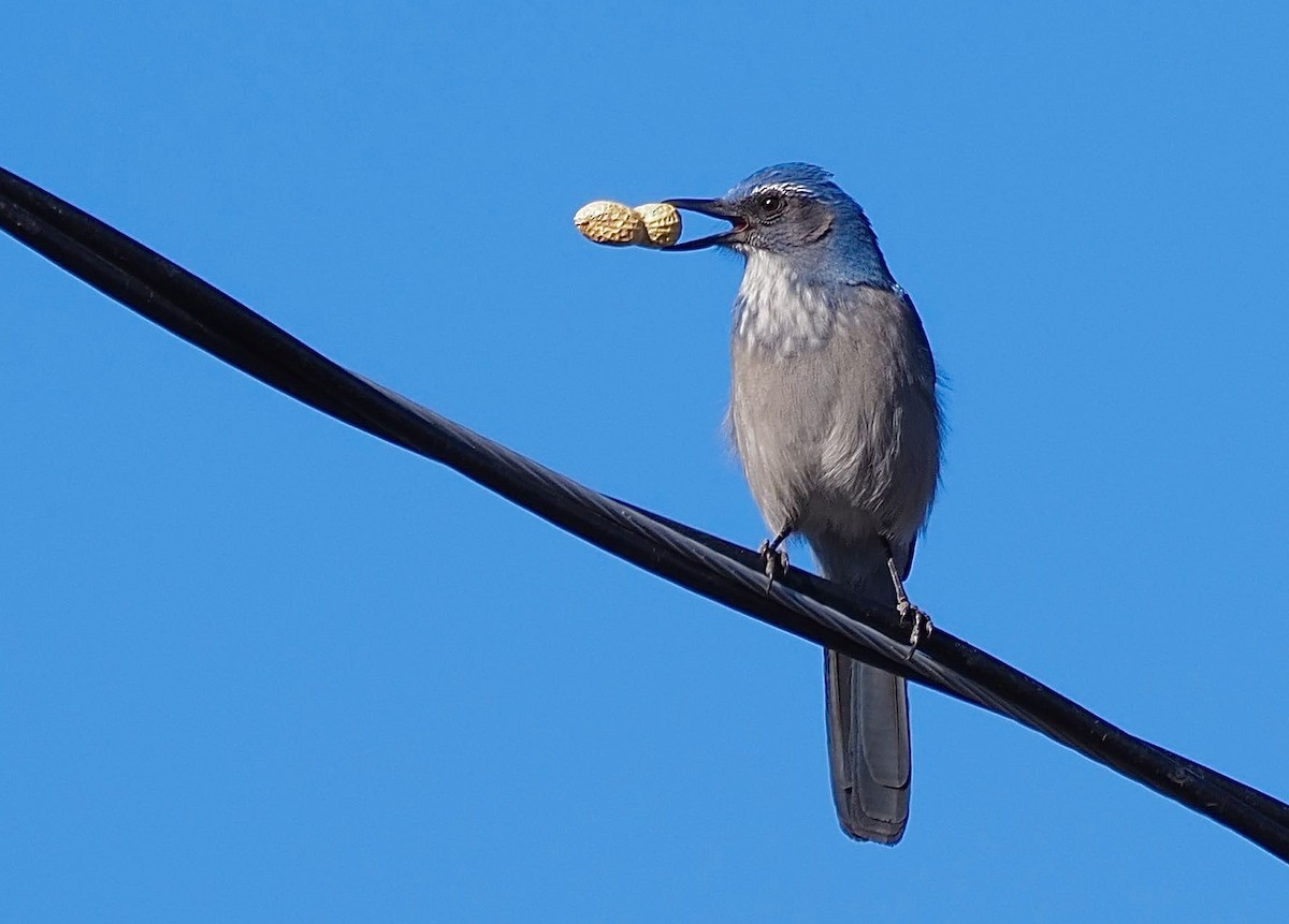 Woodhouse's Scrub-Jay - ML646462580