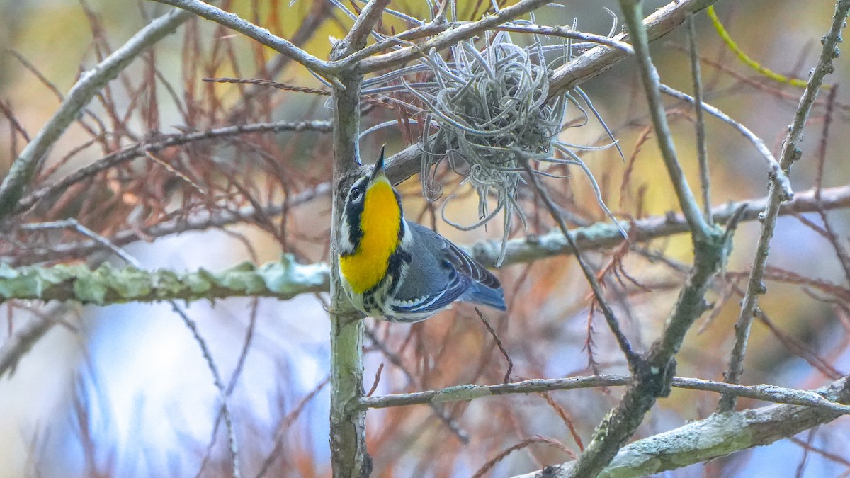 Yellow-throated Warbler (albilora) - ML646462583