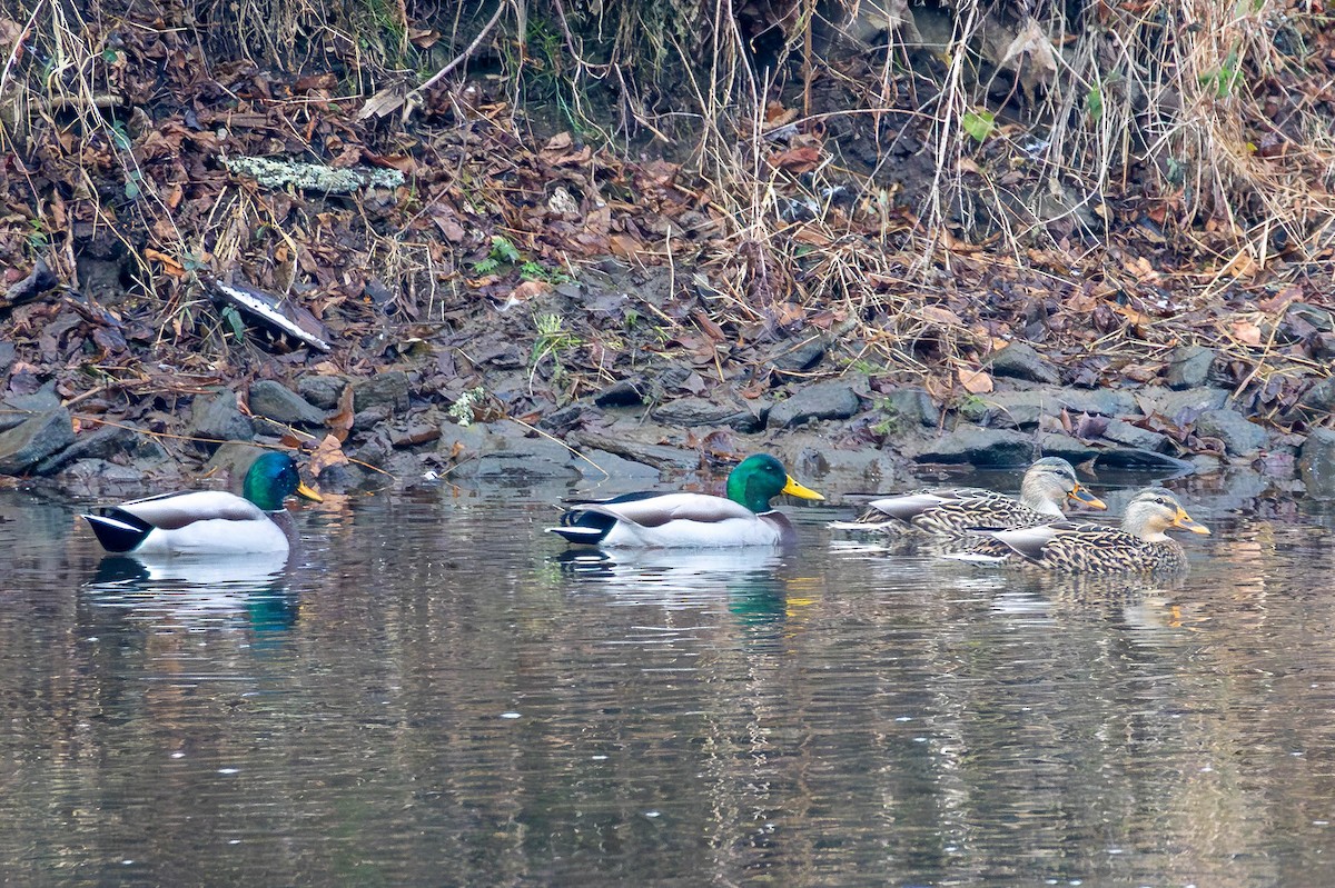 Mallard - ML646462587