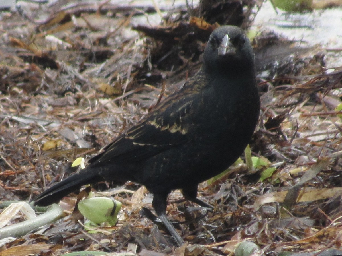 Red-winged Blackbird - ML646462592