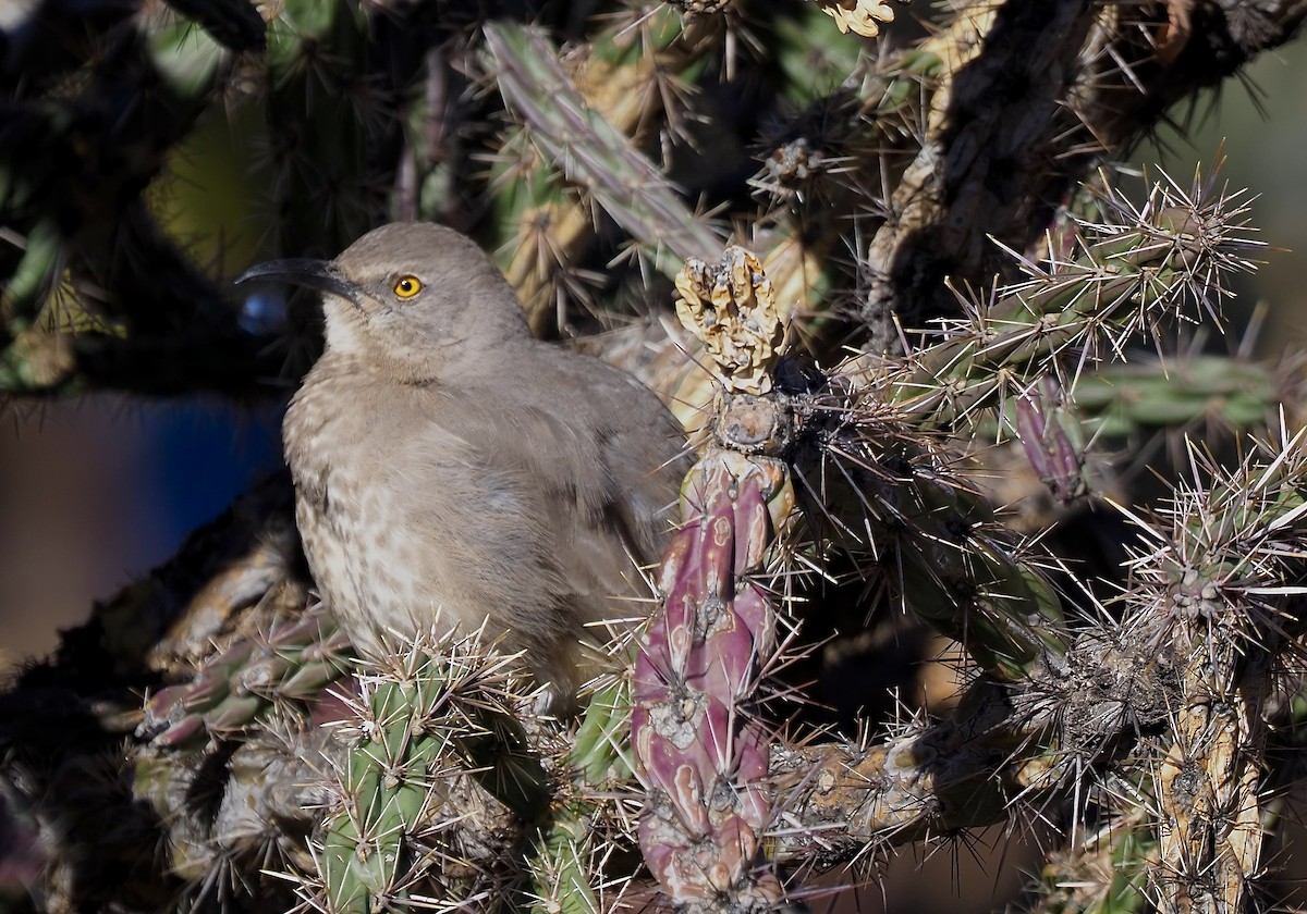 Curve-billed Thrasher - ML646462593