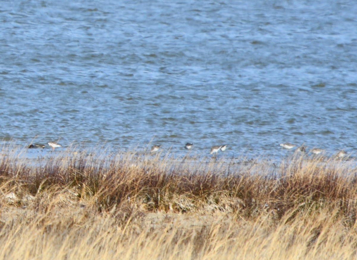 Combattente - ML646462594