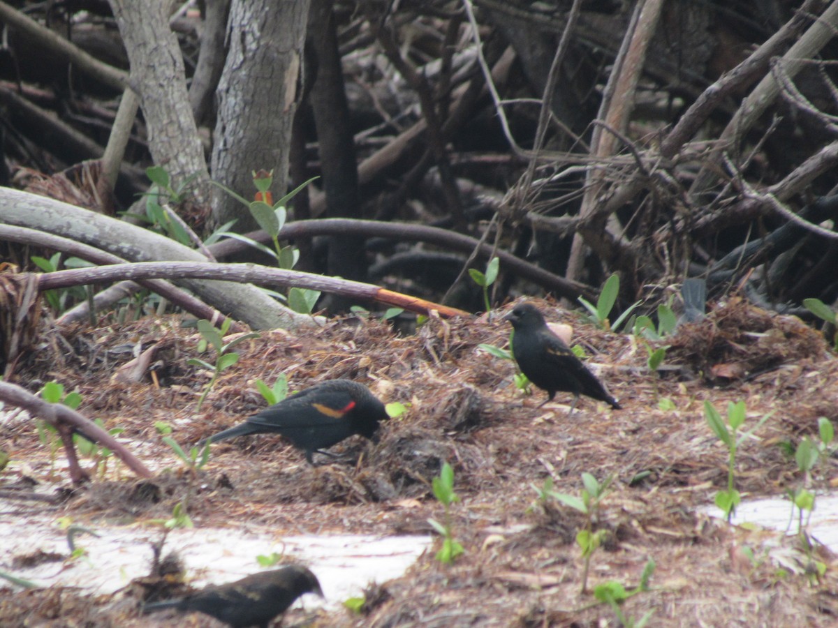 Red-winged Blackbird - ML646462595