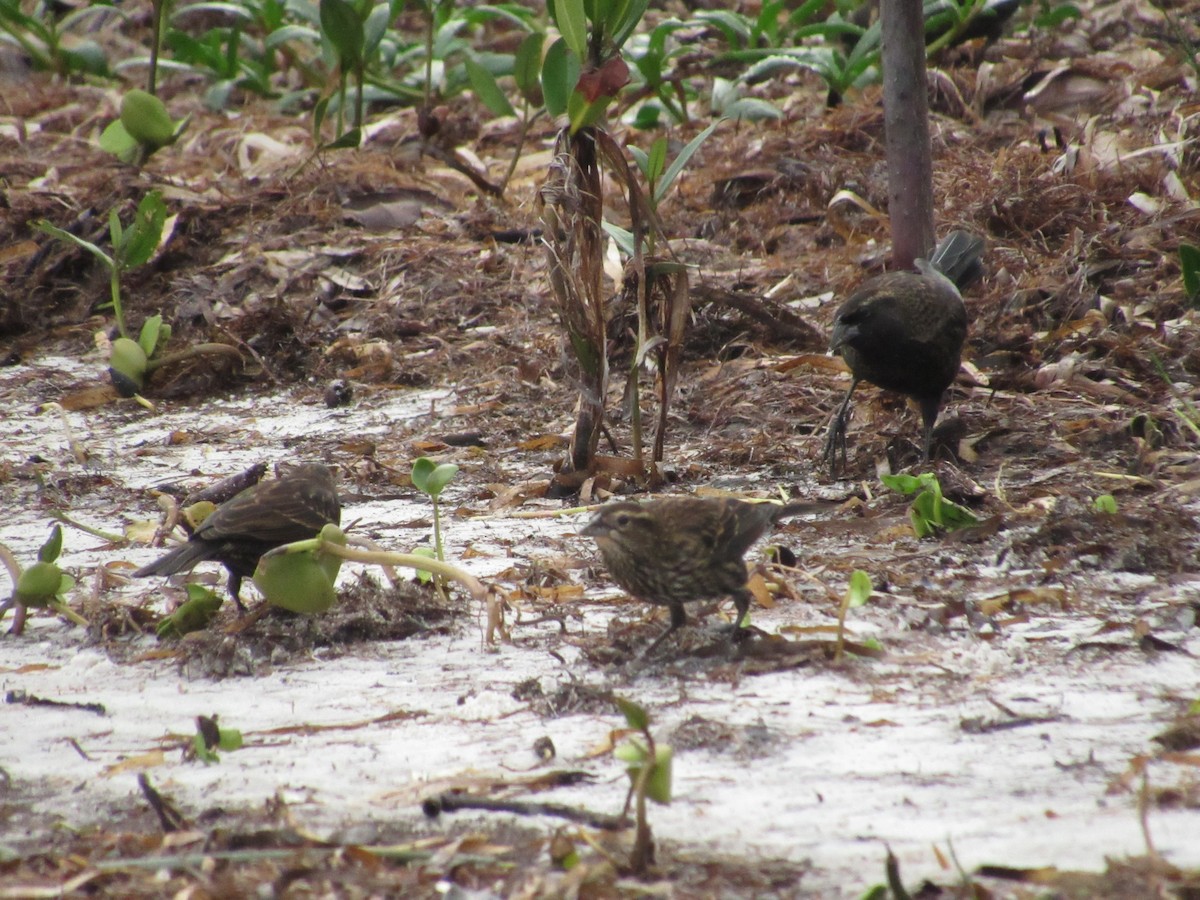 Red-winged Blackbird - ML646462596