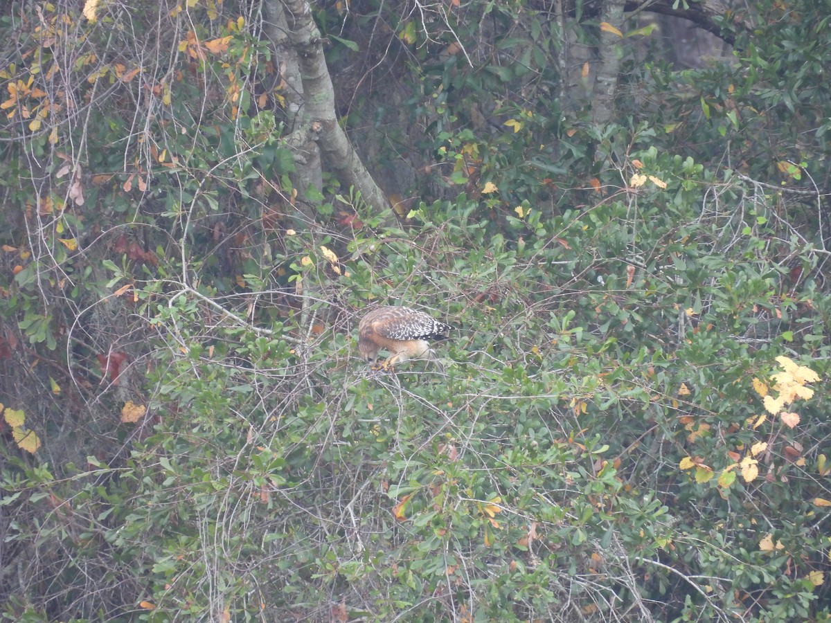 Red-shouldered Hawk - ML646462598