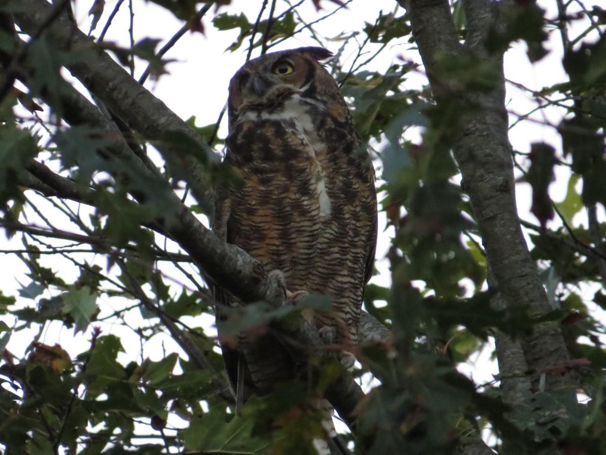 Great Horned Owl - ML646462601