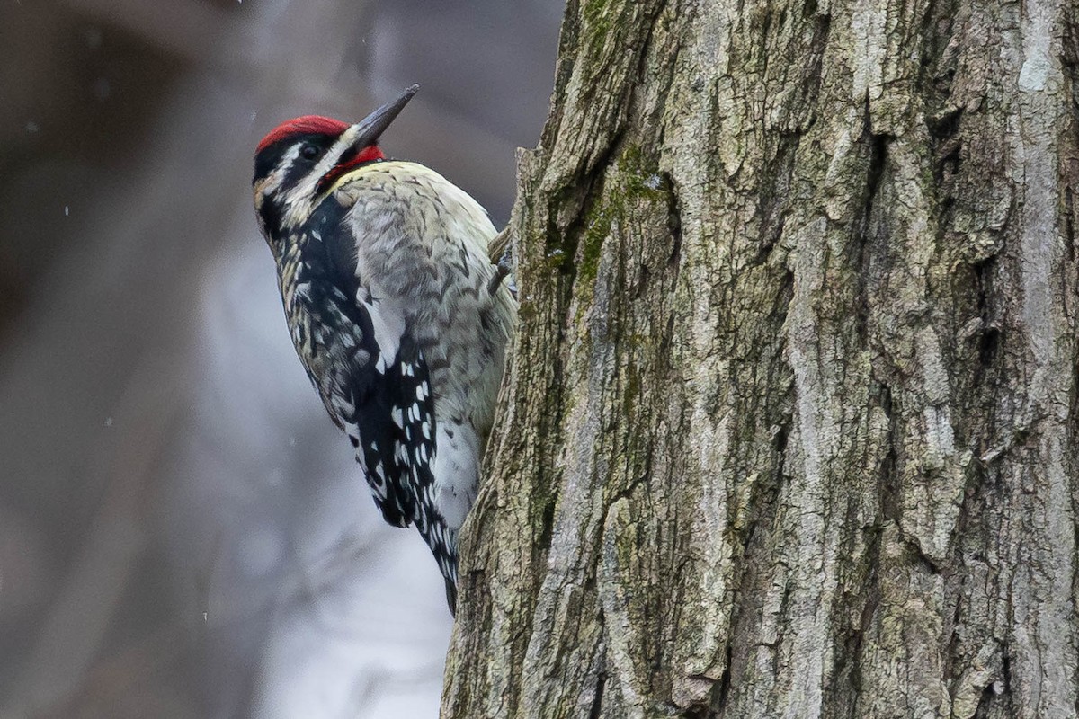Yellow-bellied Sapsucker - ML646462602