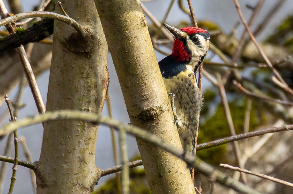 Yellow-bellied Sapsucker - ML646462603