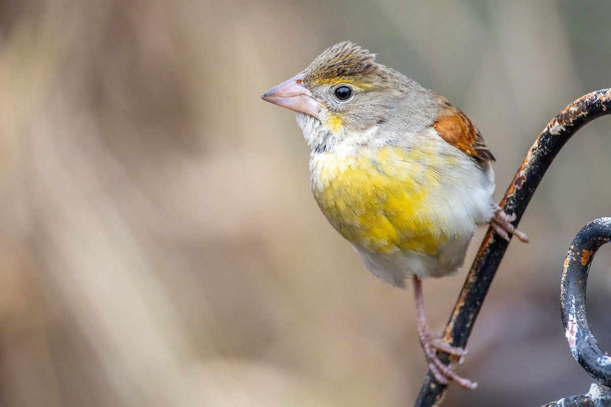 Dickcissel - ML646462604