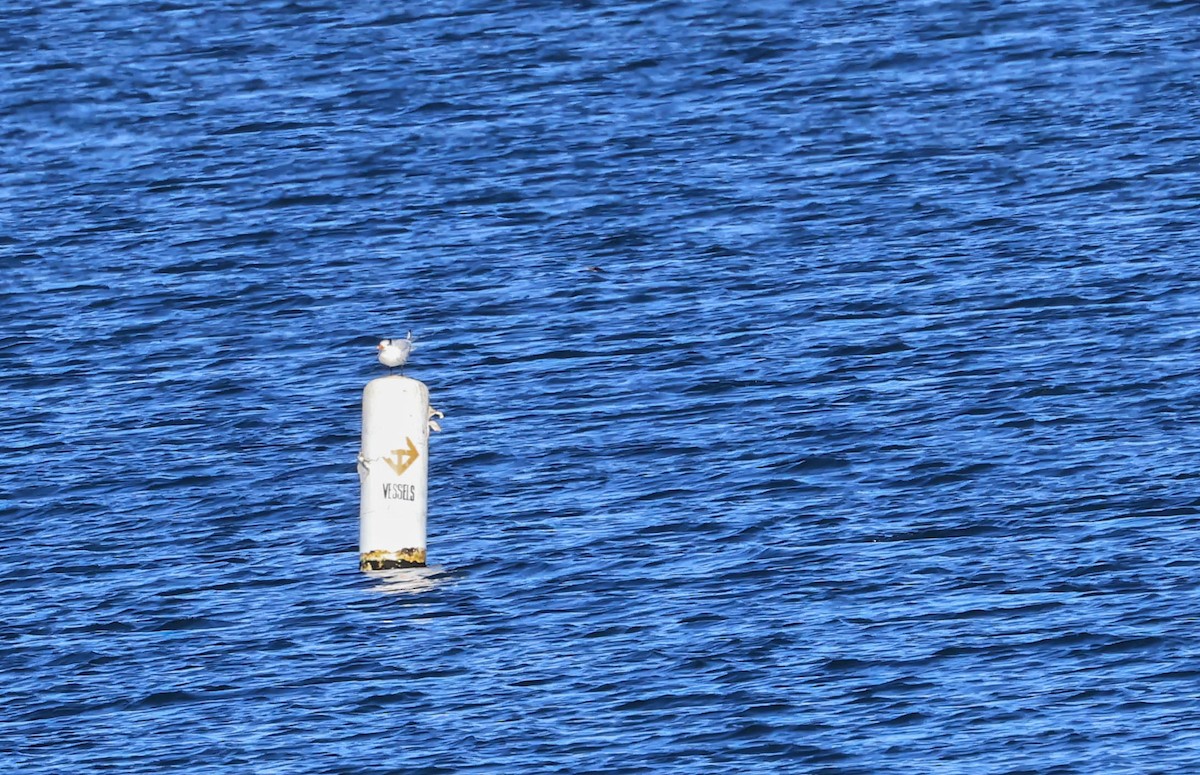 rybák královský - ML646462614