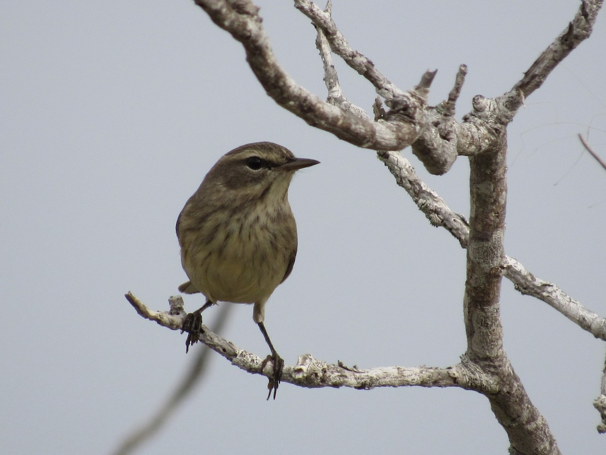 Palm Warbler - ML646462615