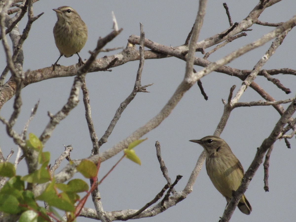 Palm Warbler - ML646462616