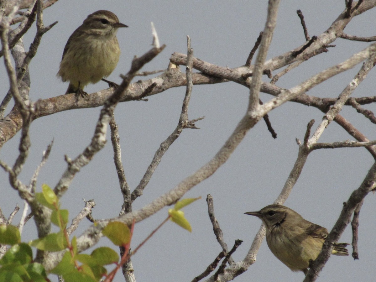 Palm Warbler - ML646462617