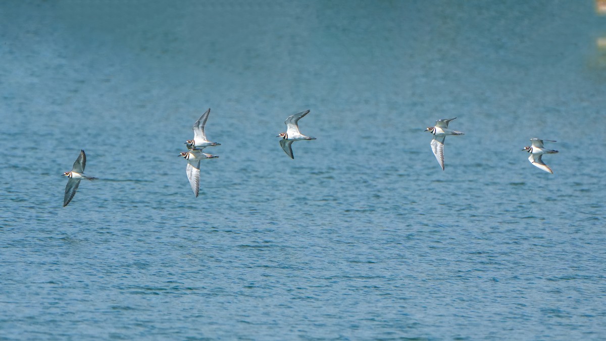 Killdeer - ML646462618