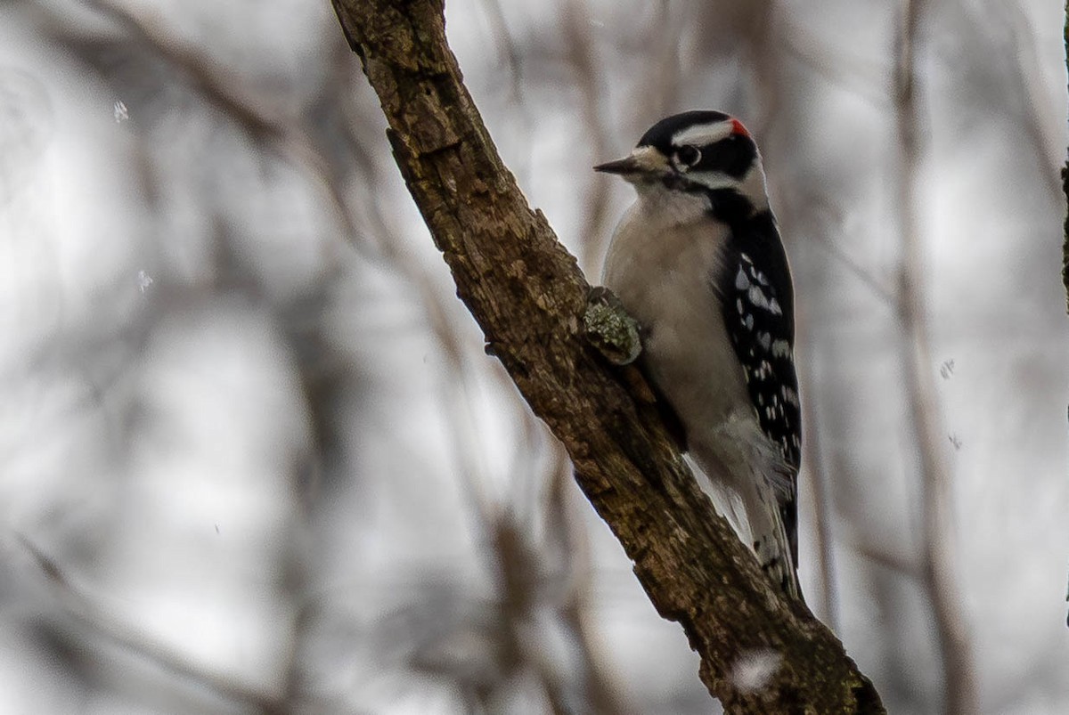 Downy Woodpecker - ML646462621