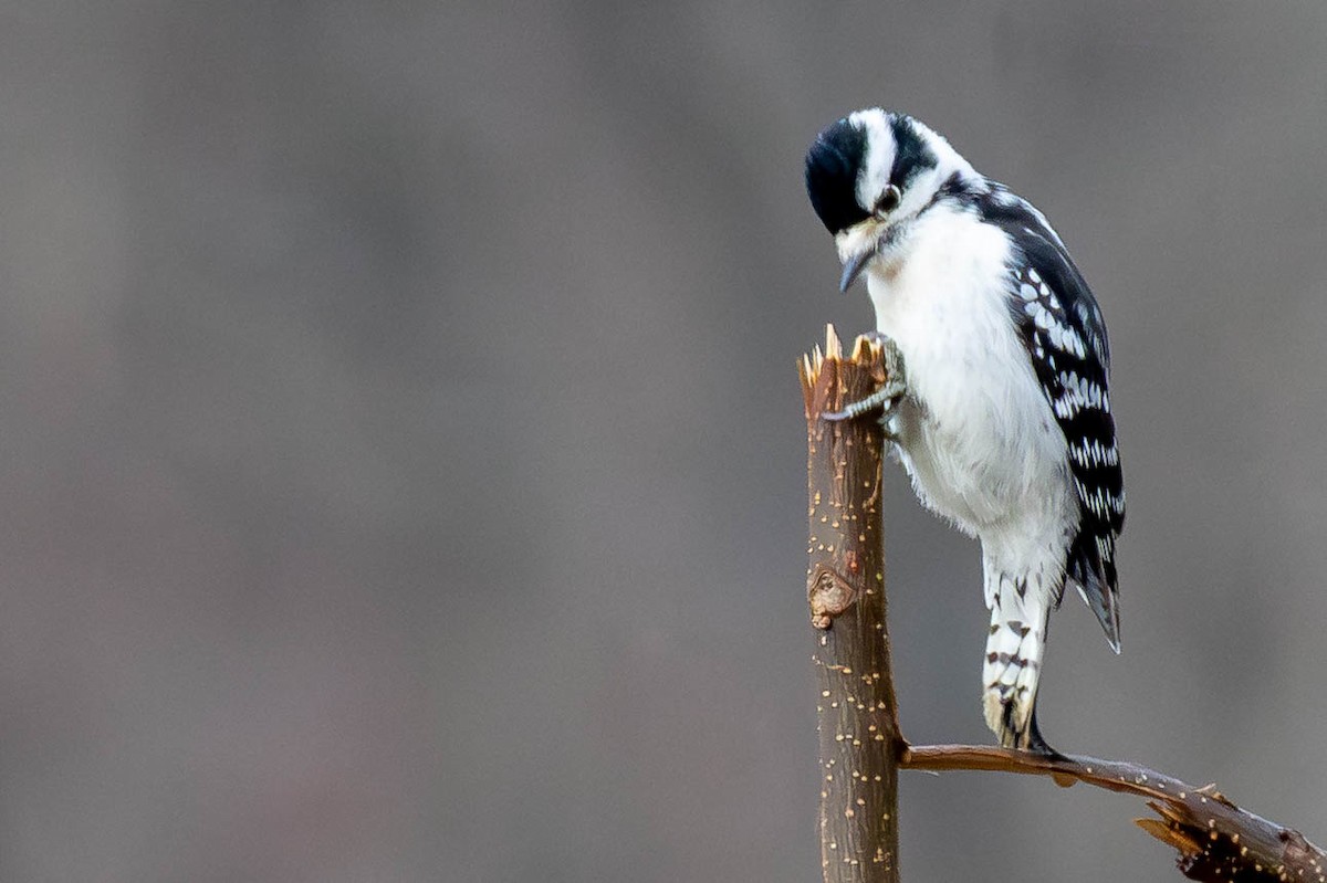 Downy Woodpecker - ML646462622