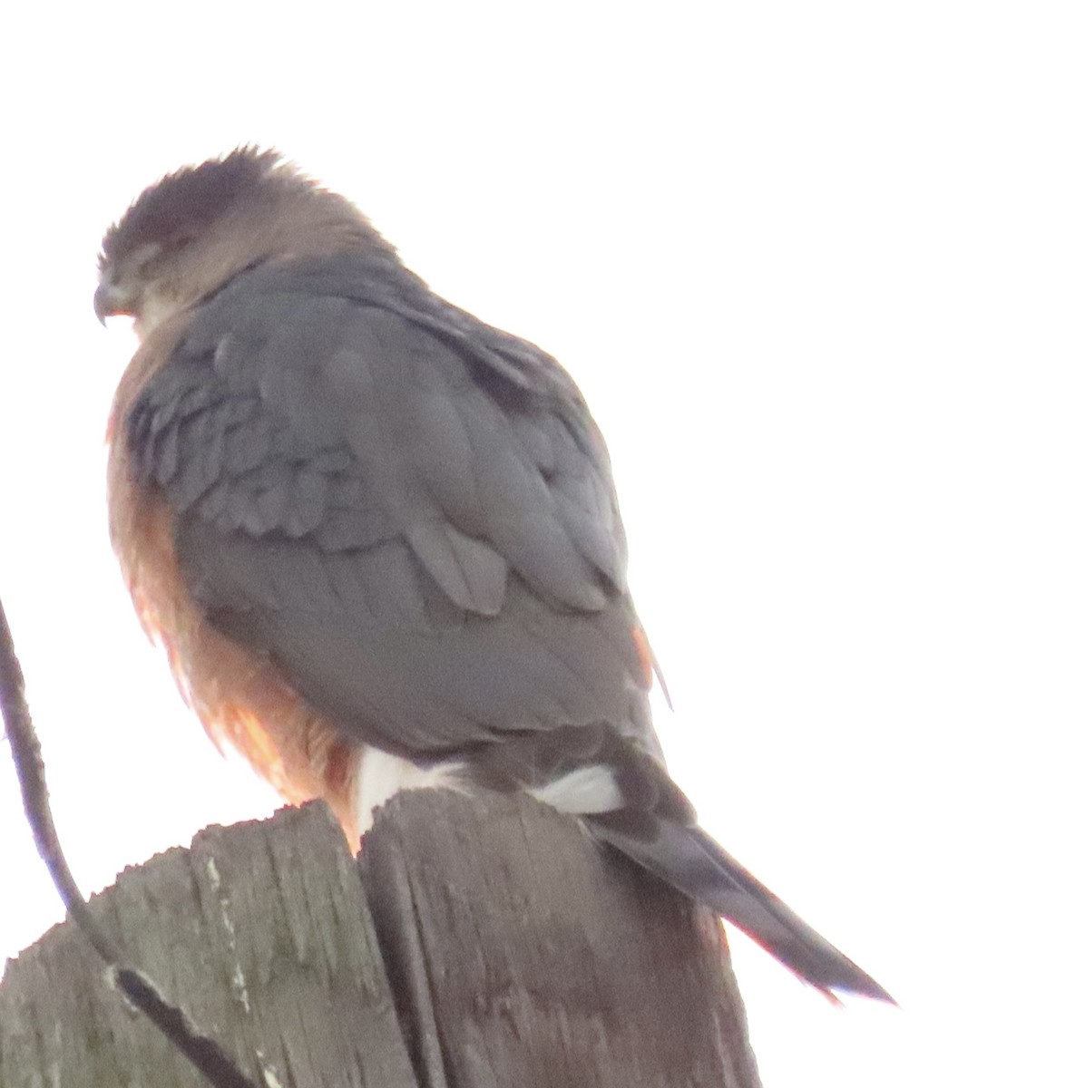 Cooper's Hawk - ML646462624