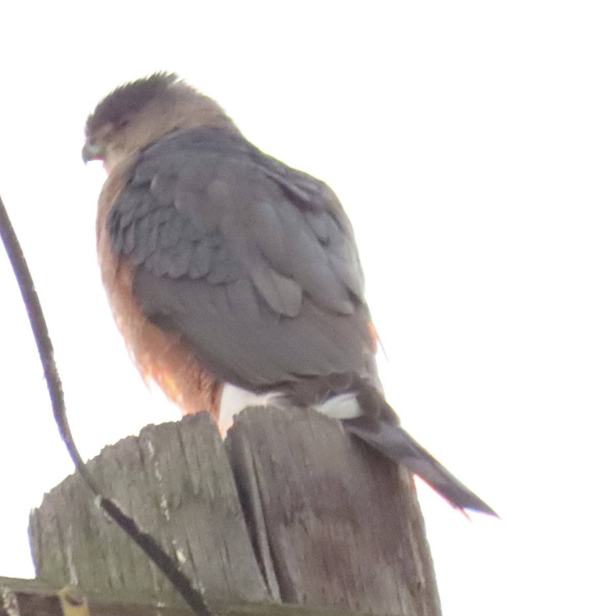 Cooper's Hawk - ML646462625