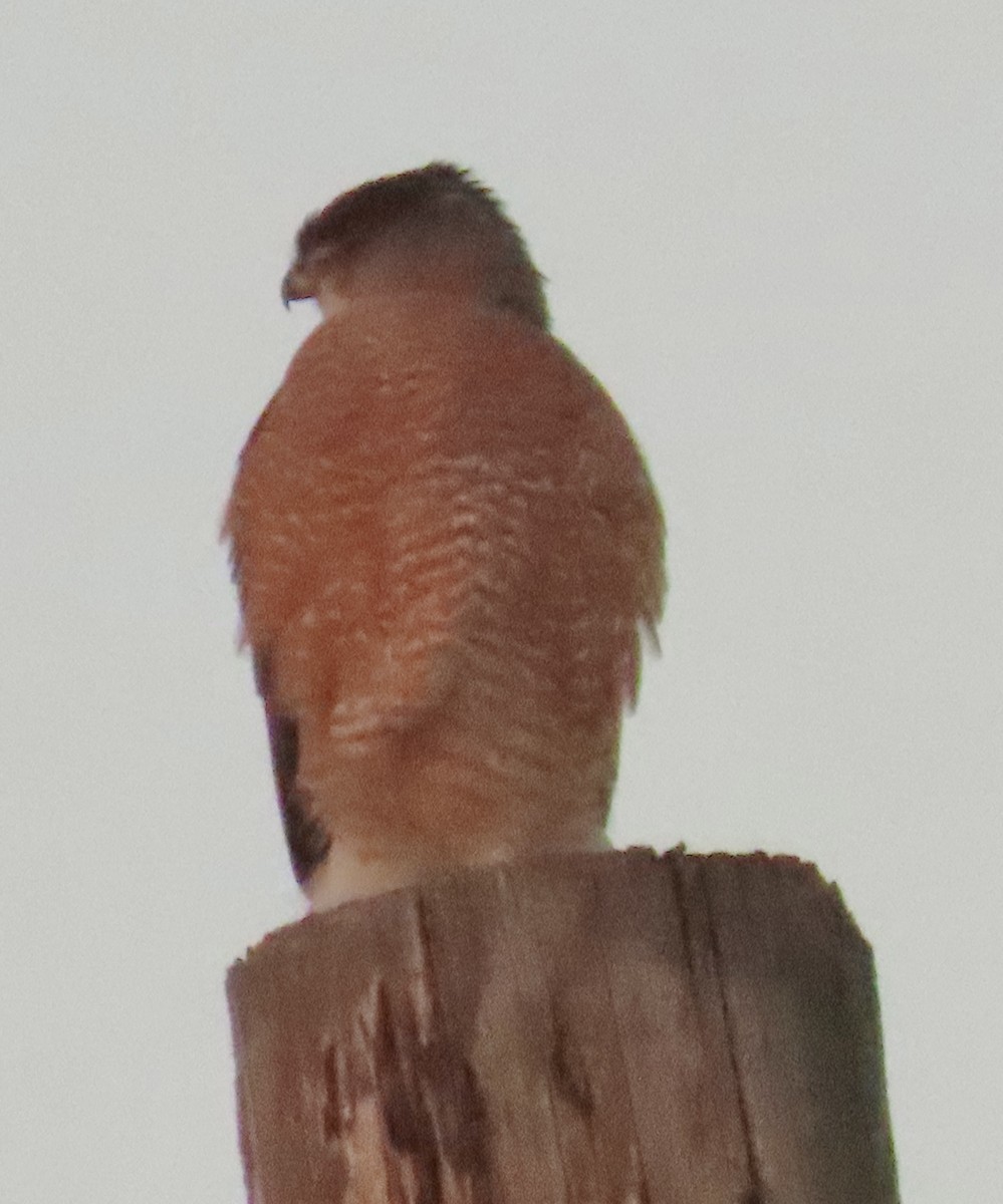Cooper's Hawk - ML646462626