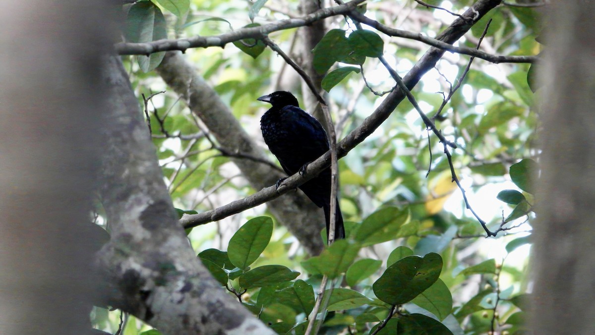 Glossy-mantled Manucode - ML646462627