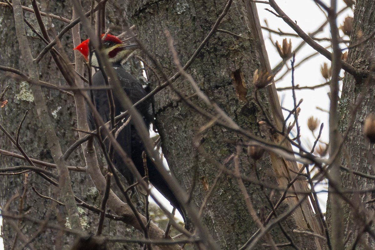 datel chocholatý - ML646462628