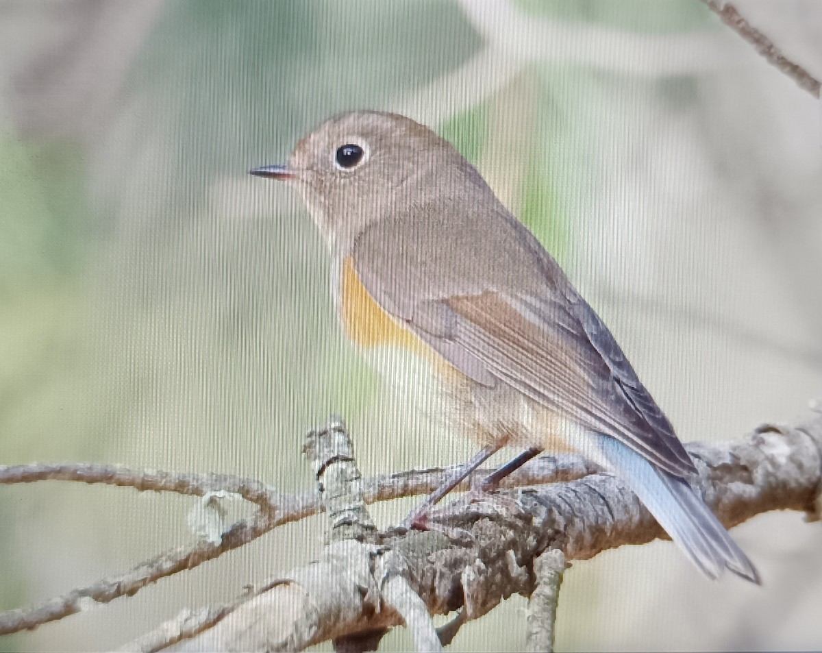 Codazzurro - ML646462631