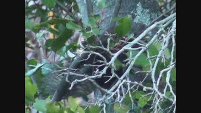 Austral Pygmy-Owl - ML646462632