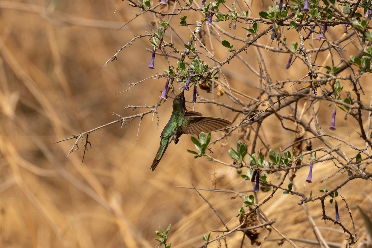 Bronze-tailed Comet - ML646462635