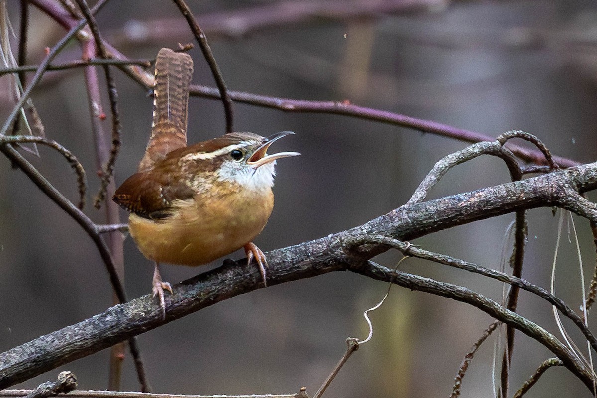 チャバラマユミソサザイ - ML646462636