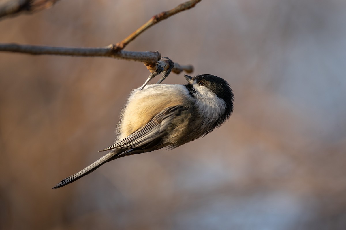 Black-capped Chickadee - ML646462637