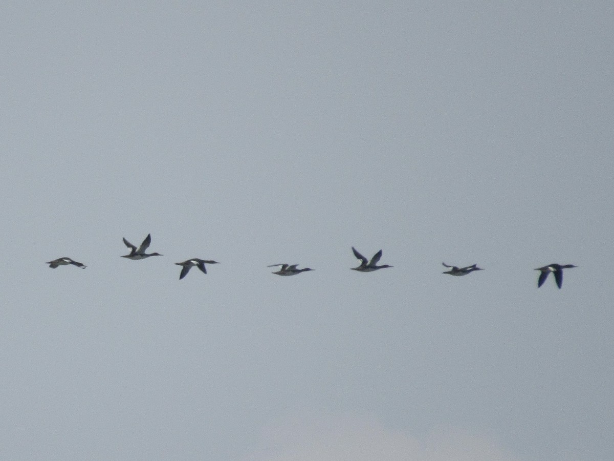 Serreta Mediana - ML646462638