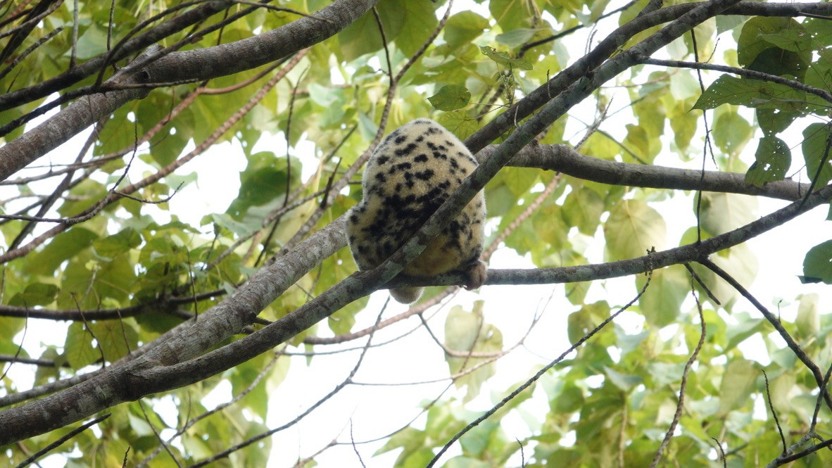Waigeo Spotted Cuscus - ML646462641