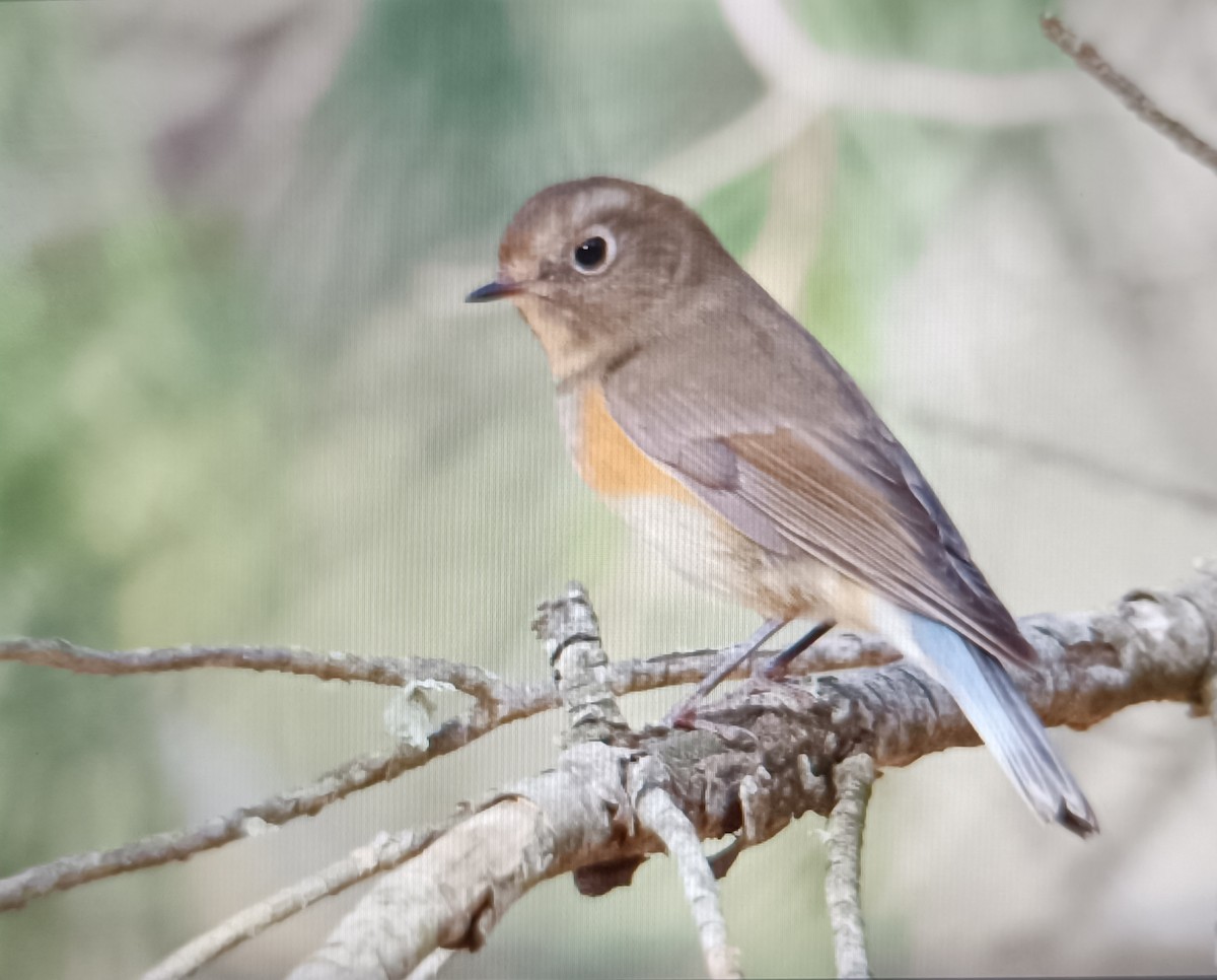 Codazzurro - ML646462642