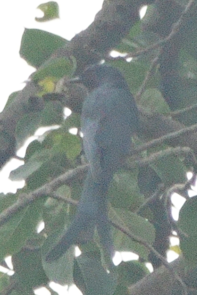 Хар доронго - ML646462643