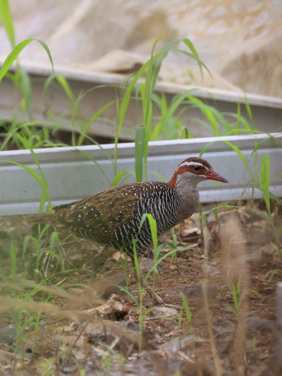 Filipin Sukılavuzu - ML646462644