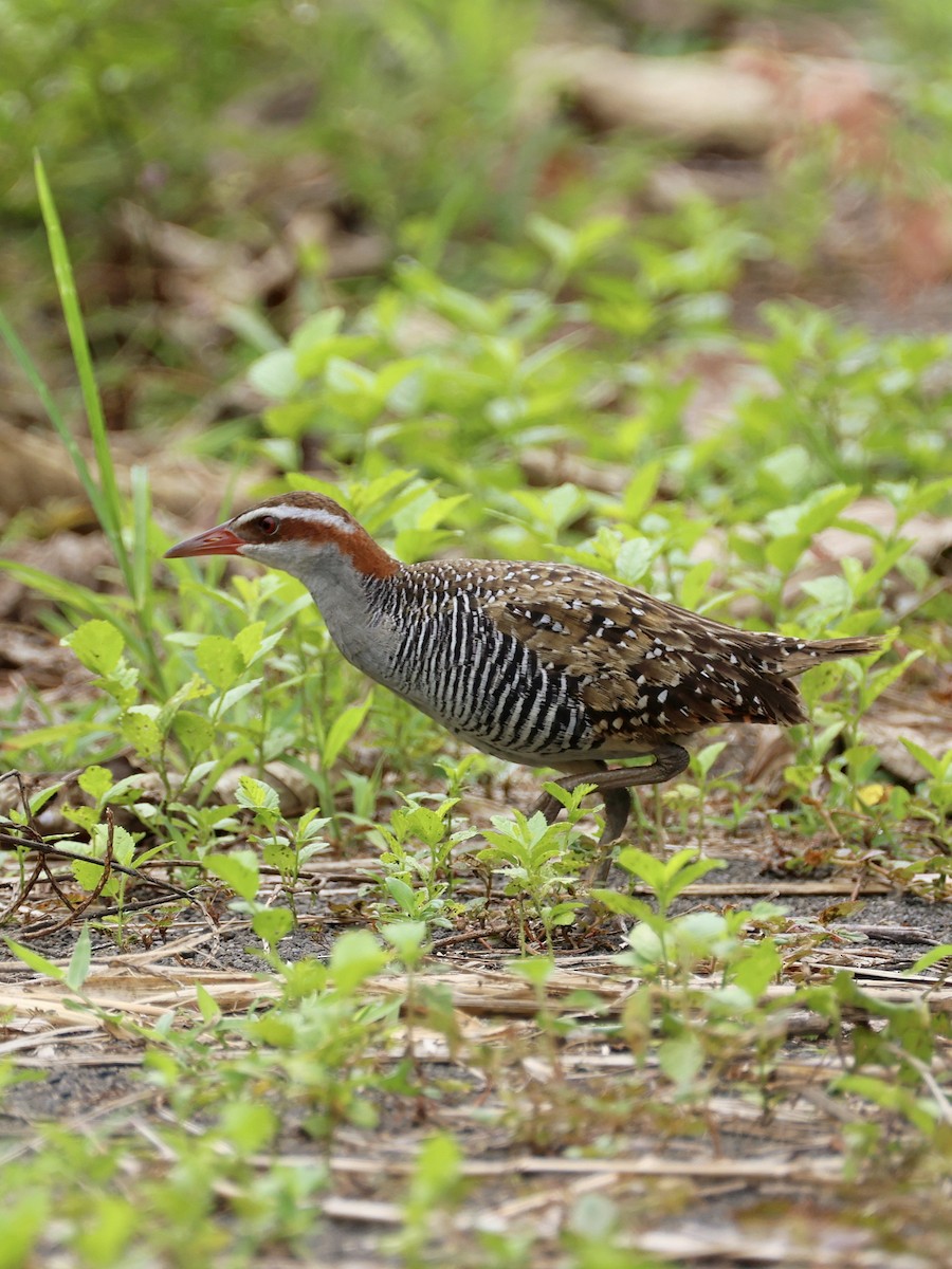 Filipin Sukılavuzu - ML646462645