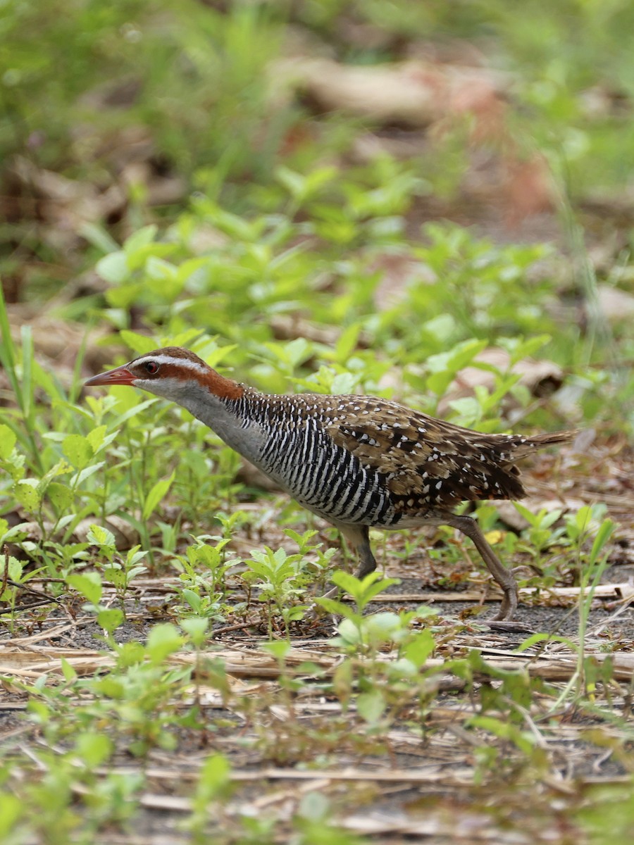 Filipin Sukılavuzu - ML646462646