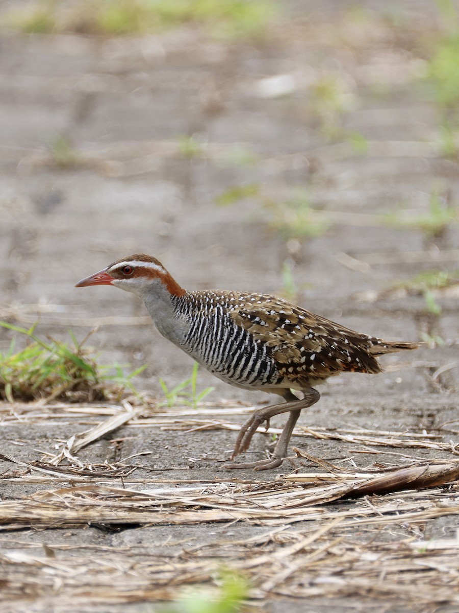 Filipin Sukılavuzu - ML646462647