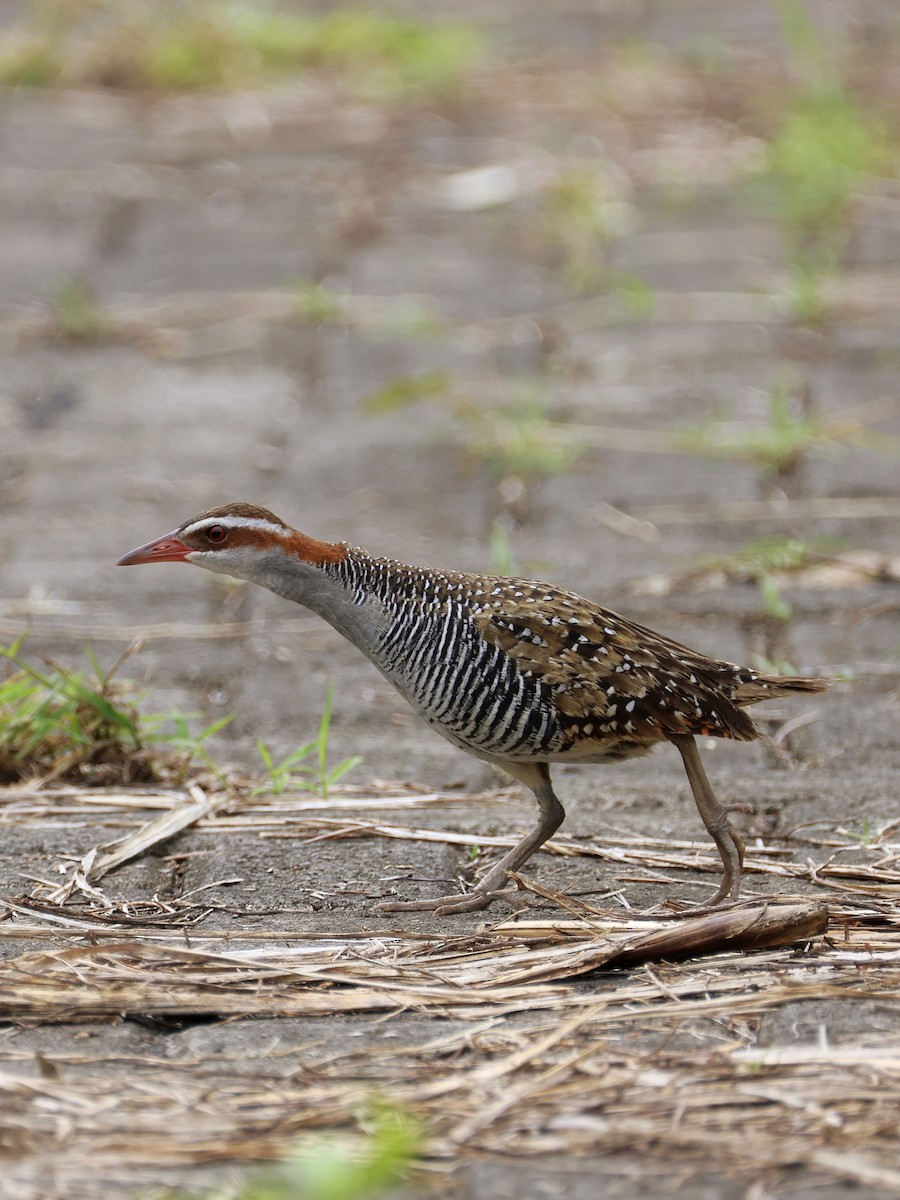 Filipin Sukılavuzu - ML646462648