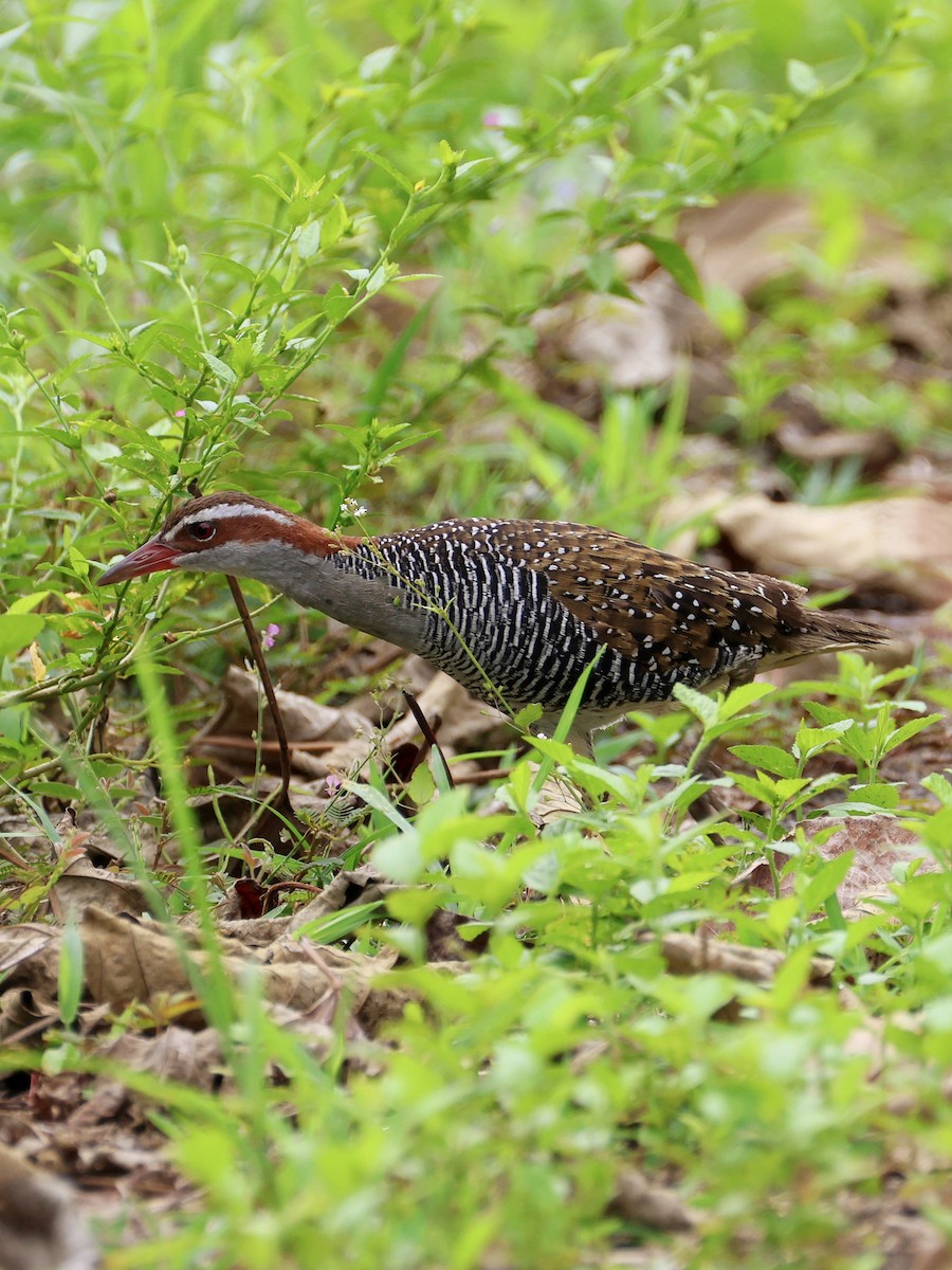 Filipin Sukılavuzu - ML646462649