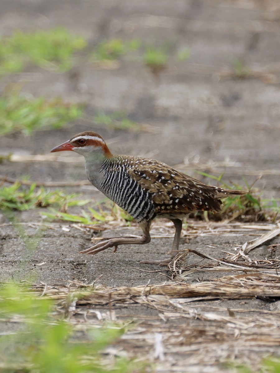 Filipin Sukılavuzu - ML646462651