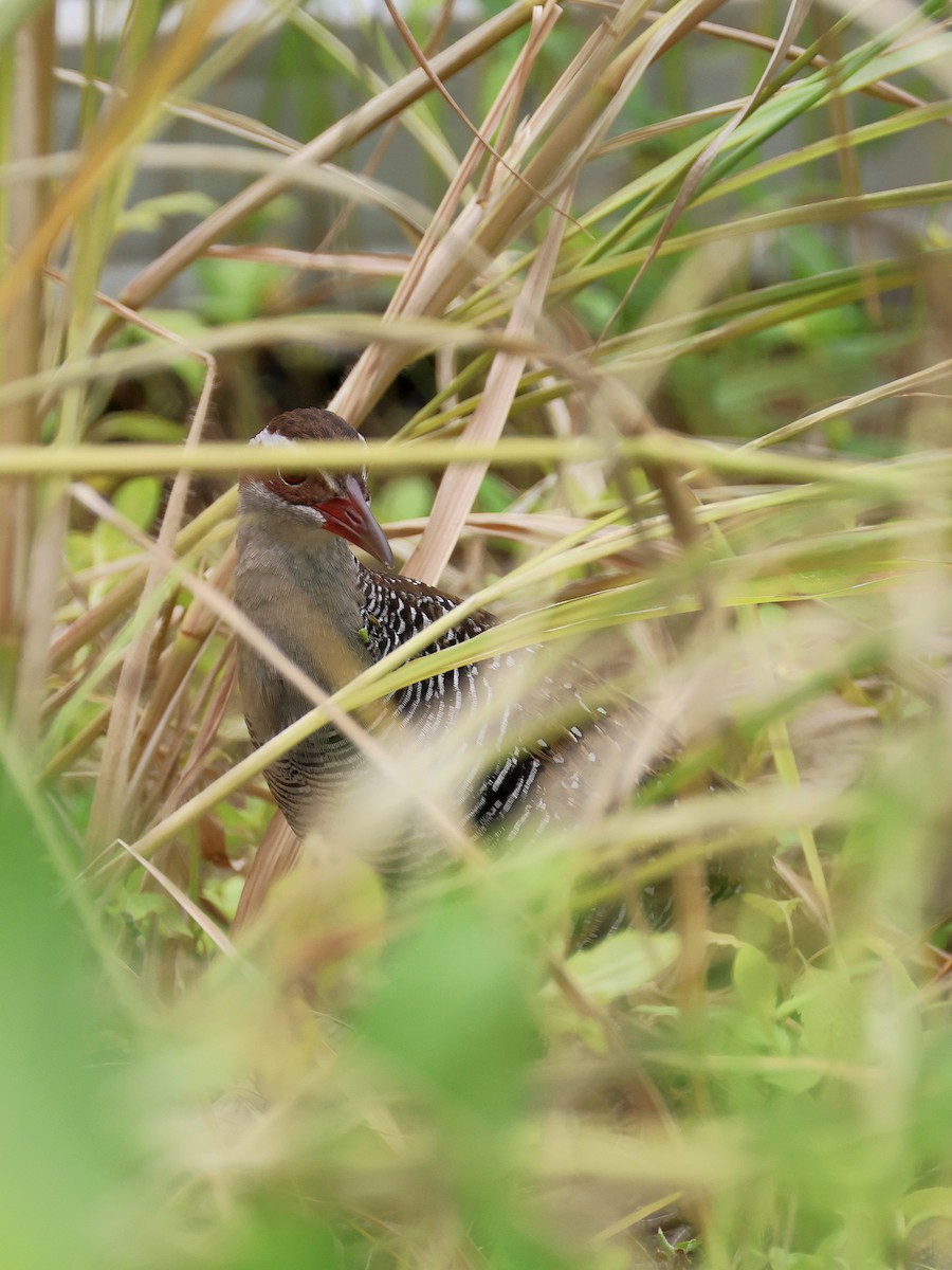 Filipin Sukılavuzu - ML646462652