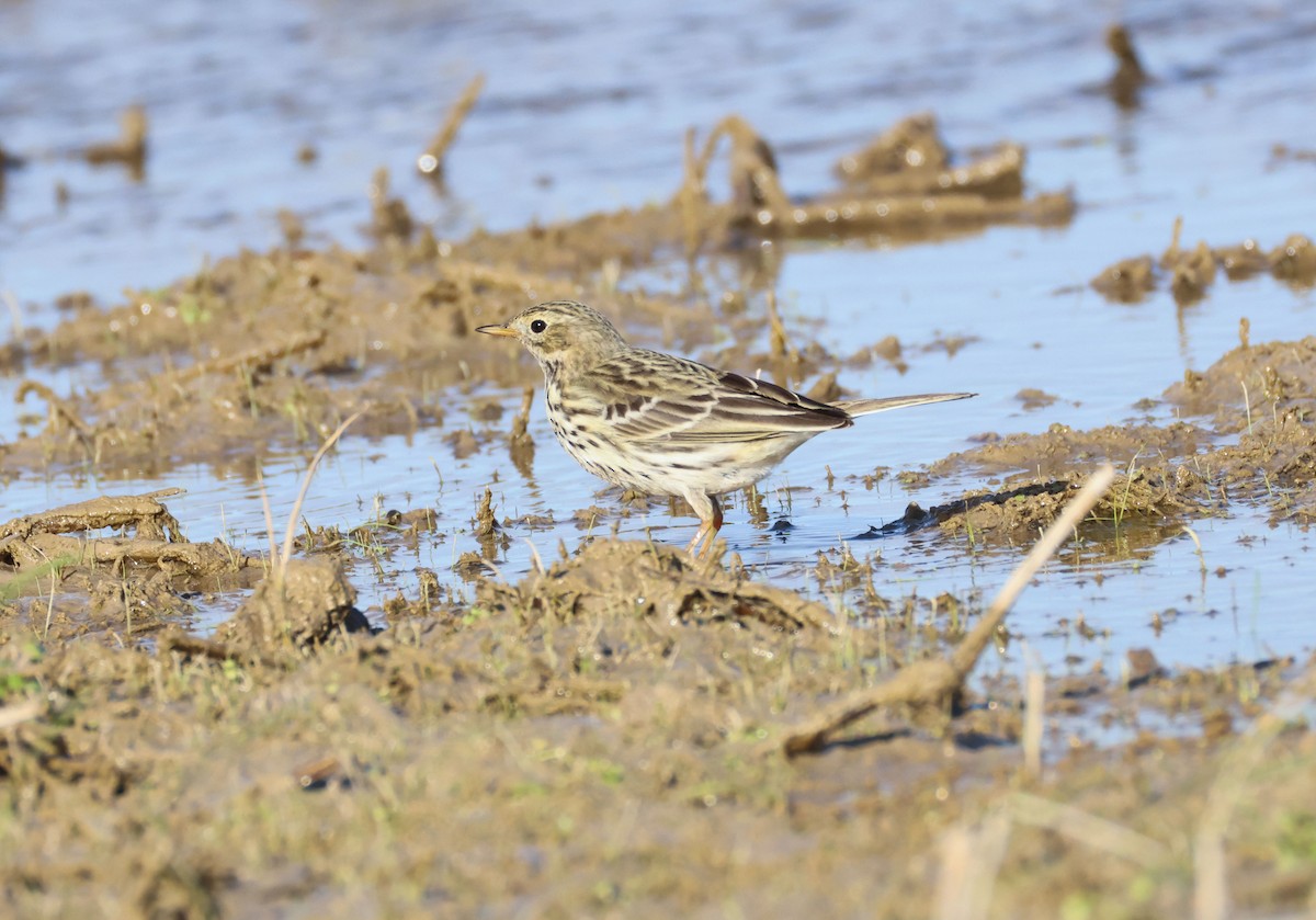 Meadow Pipit - ML646462654